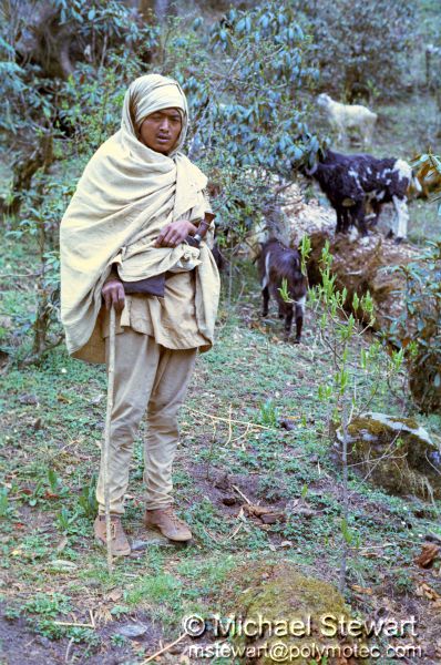 Goat Herder near Lamjura Pass